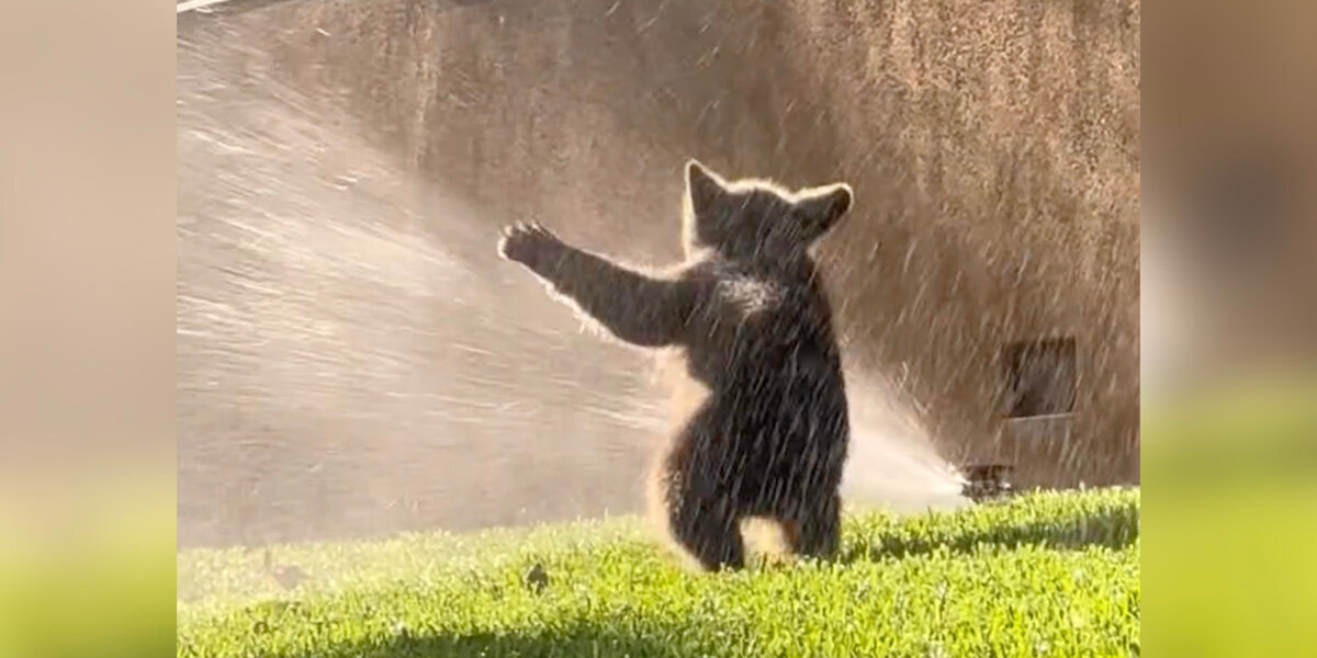 Playful Bear Cub Cools Off In Sprinklers On Hot Summer Day