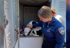 Sweet Pittie Left Behind At Adoption Event Finds The Family He Deserved All Along