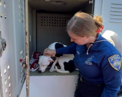 Sweet Pittie Left Behind At Adoption Event Finds The Family He Deserved All Along