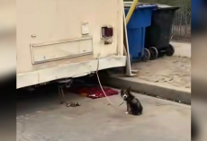 Tiny Puppy Left Tied To Trailer Finally Learns What Love Feels Like