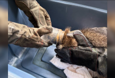 Rescuers Save Curious ‘Peanut Butter Bandit’ From Sticky Situation