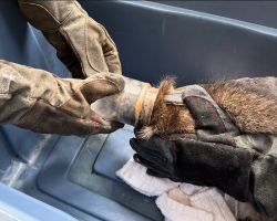 Rescuers Save Curious ‘Peanut Butter Bandit’ From Sticky Situation