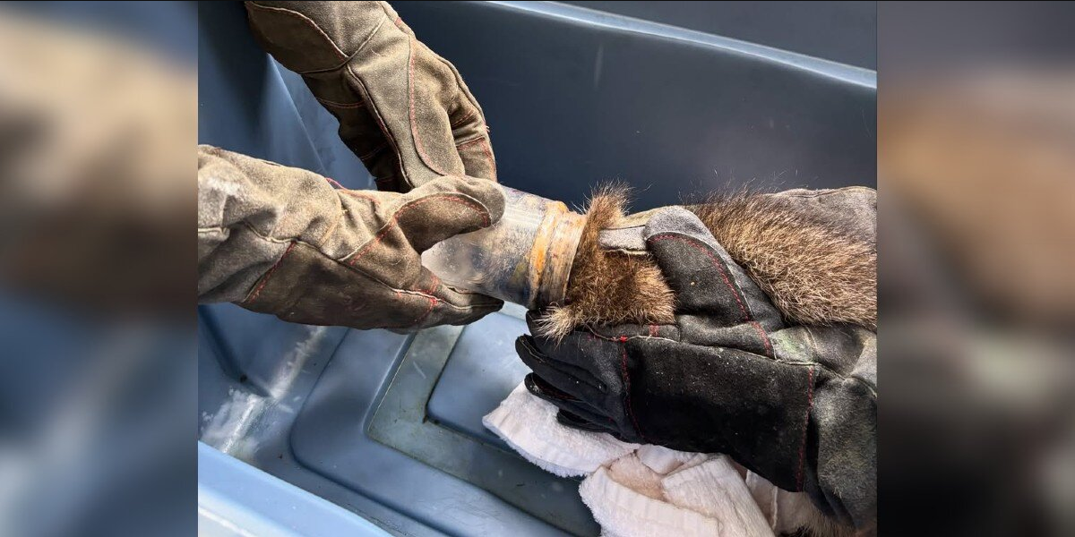 Rescuers Save Curious ‘Peanut Butter Bandit’ From Sticky Situation