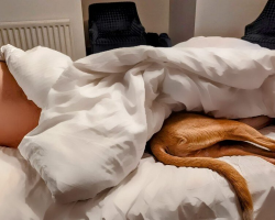 Woman Wakes Up To Hilarious ‘Dog Optical Illusion’ In Bed