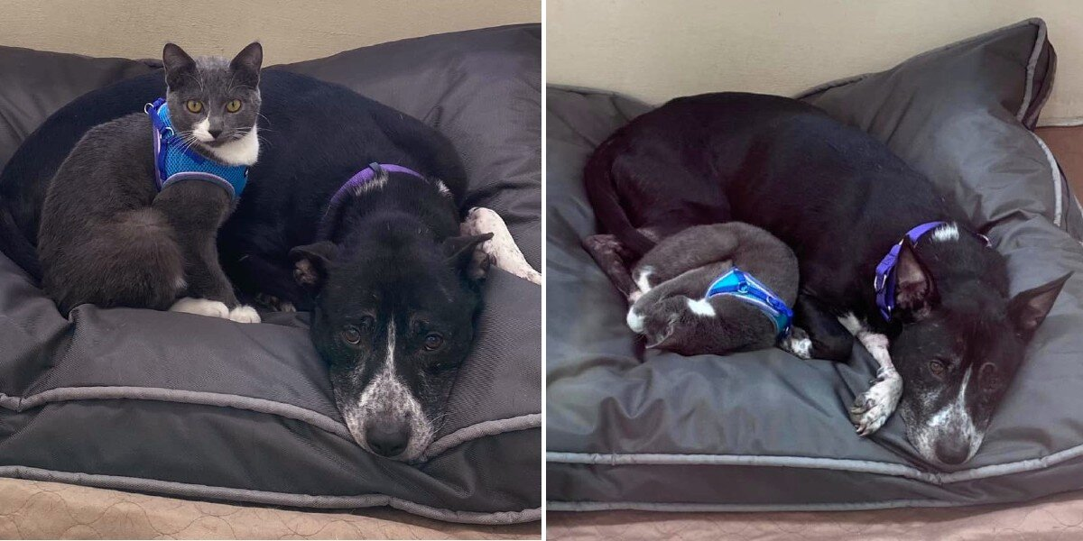 Dog And Cat Found Abandoned Together Refuse To Be Separated — Even In The Shelter