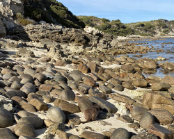 People Can’t Stop Struggling To Find The Two Dogs In This Photo