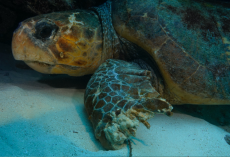 Diver Spots Massive Sea Turtle On Ocean Floor — And Knows He Can’t Leave Him Behind