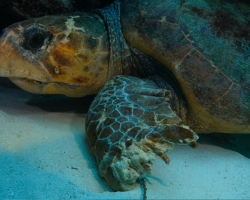 Diver Spots Massive Sea Turtle On Ocean Floor — And Knows He Can’t Leave Him Behind