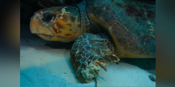 Diver Spots Massive Sea Turtle On Ocean Floor — And Knows He Can’t Leave Him Behind