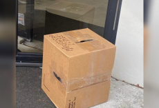 Rescuers Find Sealed Box On Their Doorstep — And A Frightened Face Inside