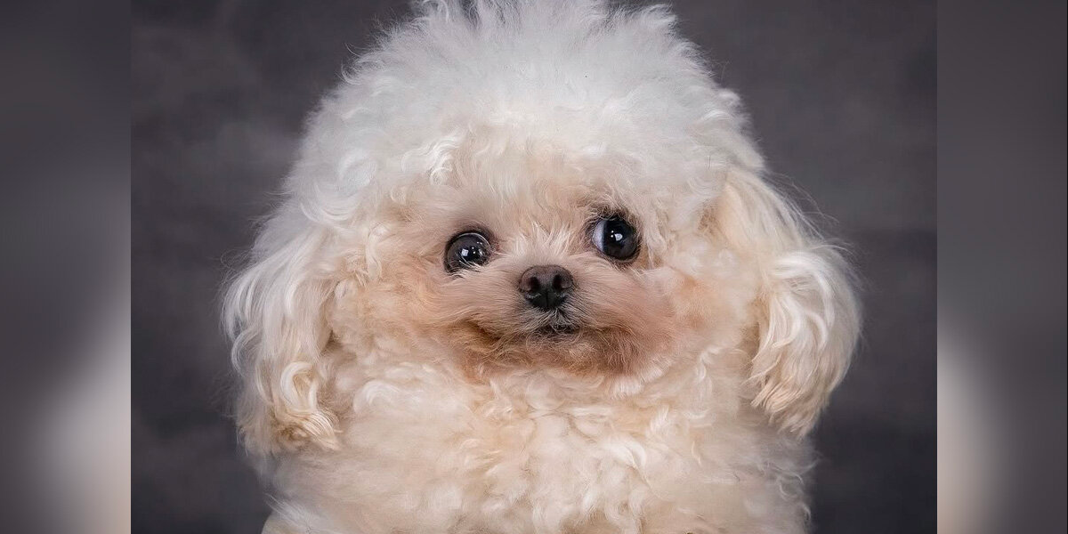 The Internet Can’t Get Enough Of This Quirky Little Rescue Dog