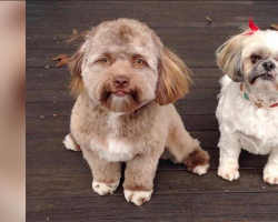 This Dog’s Face Looks Uncannily Human — And People Don’t Know How To Feel About It