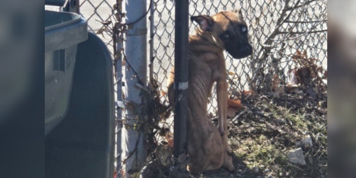 Dog Tied To Fence At Abandoned School Finally Gets Her Second Chance