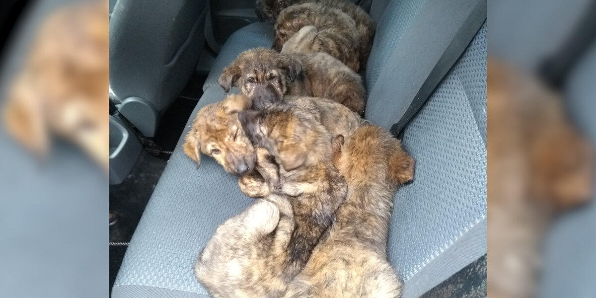 Six Sick Puppies Were Abandoned In A Parking Garage — But Their Story Now Has A Happy Twist