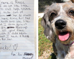 Senior Dog Was Left On A Stranger’s Lawn With Just A Note — But Her Story Has A Happy Ending