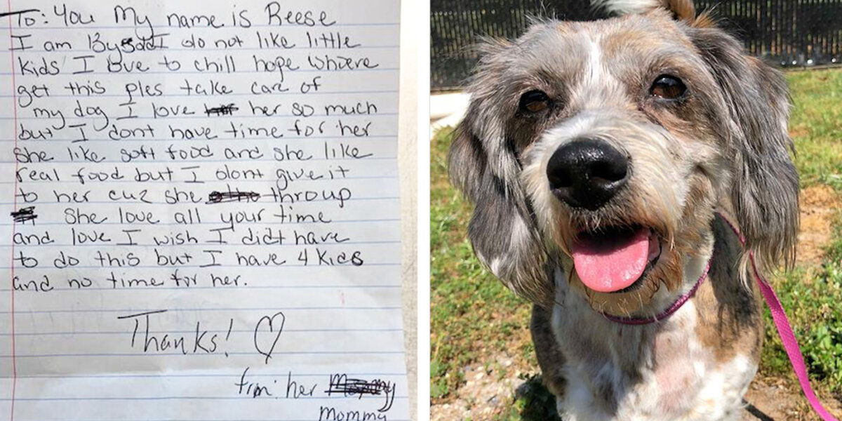 Senior Dog Was Left On A Stranger’s Lawn With Just A Note — But Her Story Has A Happy Ending