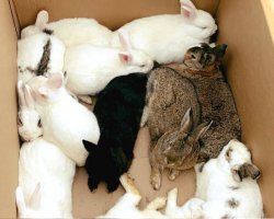 Police Called To Park “Disturbance” — And Find 14 Furry Suspects