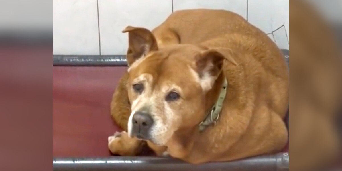 Shelter Dog Waits 1,739 Days — Then Finally Realizes He’s Going Home For Good