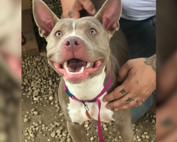 Shelter Puppy Nearly Euthanized For Being “Too Excited” Gets A Second Chance