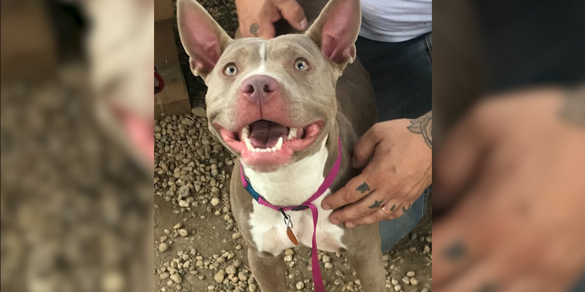 Shelter Puppy Nearly Euthanized For Being “Too Excited” Gets A Second Chance
