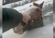 ‘My Worst Fear Came True’: Woman Fights To Save Her Horse From Frozen Pond