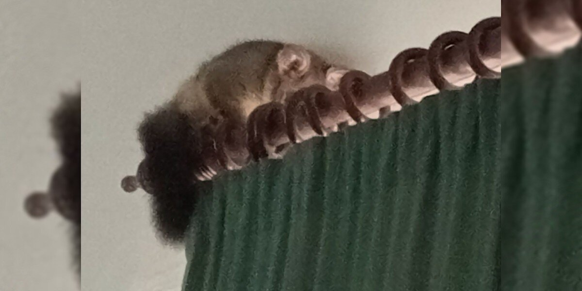 Her Dog Wouldn’t Stop Barking At The Curtains — And The Reason Was Adorable