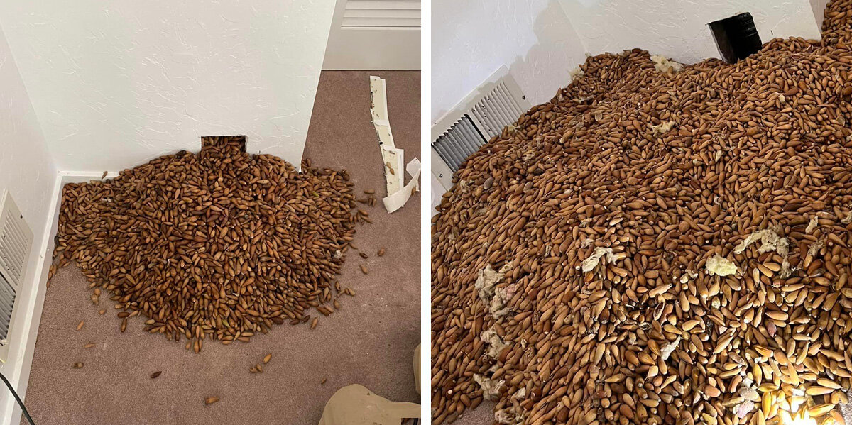 Guy Cuts Into Wall — And Can’t Believe What Comes Pouring Out