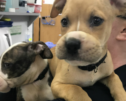 Pipe Burst Leads To Shocking Discovery — And Saves Two Puppies Just In Time
