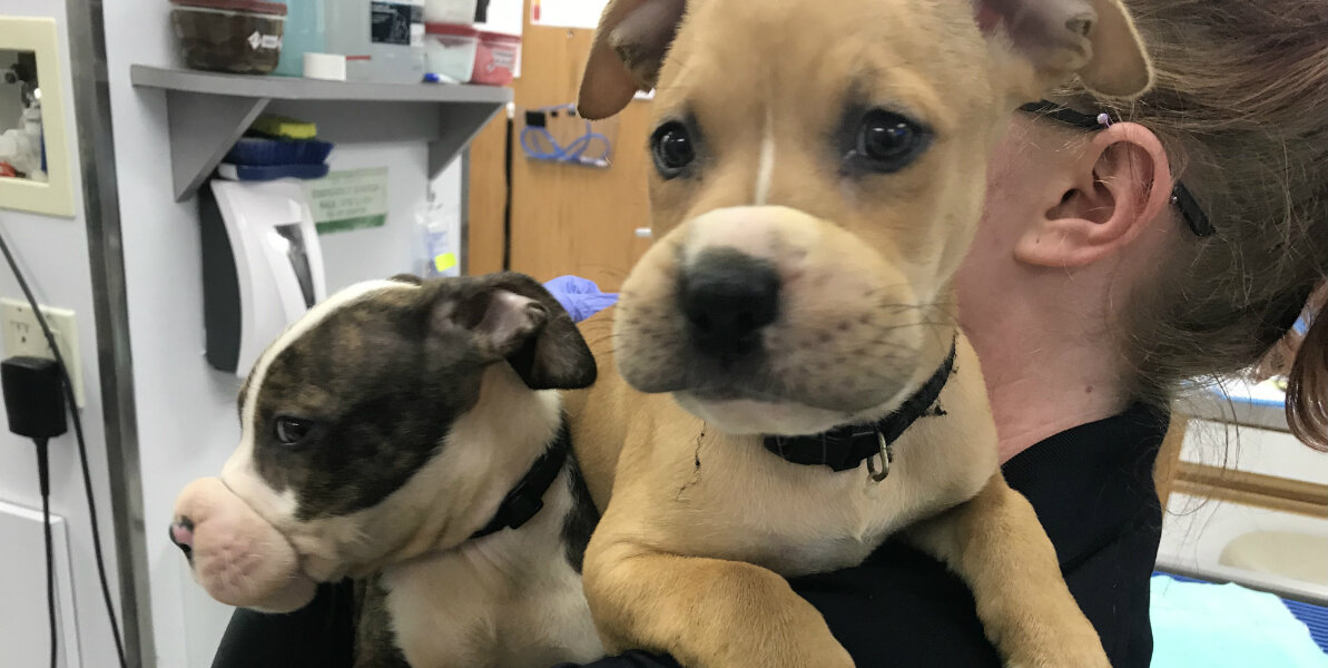 Pipe Burst Leads To Shocking Discovery — And Saves Two Puppies Just In Time