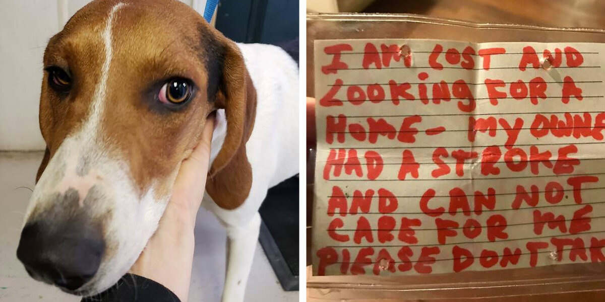 Dog Found With Heartbreaking Note On Her Collar Shows What True Compassion Looks Like
