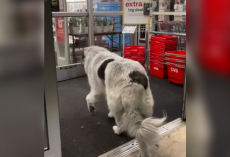 Giant Dog Walks Himself To The Pharmacy Every Day — And Everyone Knows Why