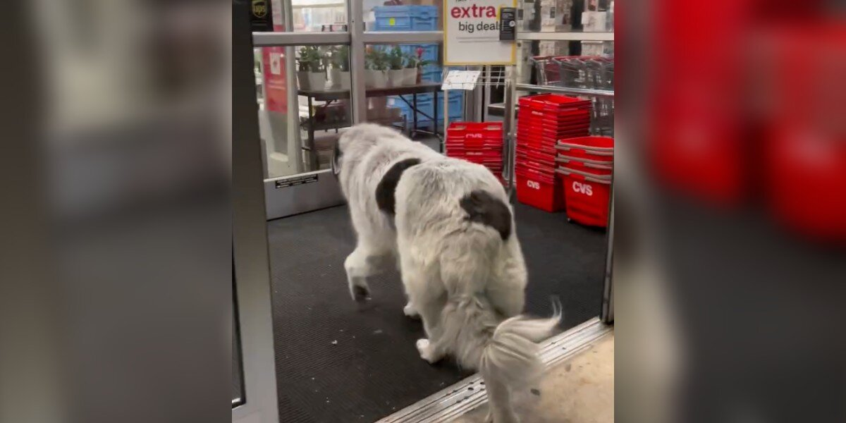 Giant Dog Walks Himself To The Pharmacy Every Day — And Everyone Knows Why