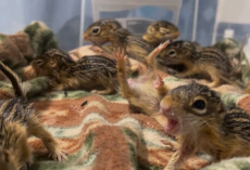 Rescued Baby Squirrels ‘Freeze’ Every Time Someone Walks Into The Room