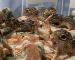 Rescued Baby Squirrels ‘Freeze’ Every Time Someone Walks Into The Room
