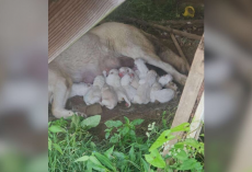 She Tried To Raise 12 Puppies Alone By A Creek — Until Help Finally Came