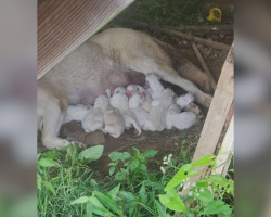She Tried To Raise 12 Puppies Alone By A Creek — Until Help Finally Came