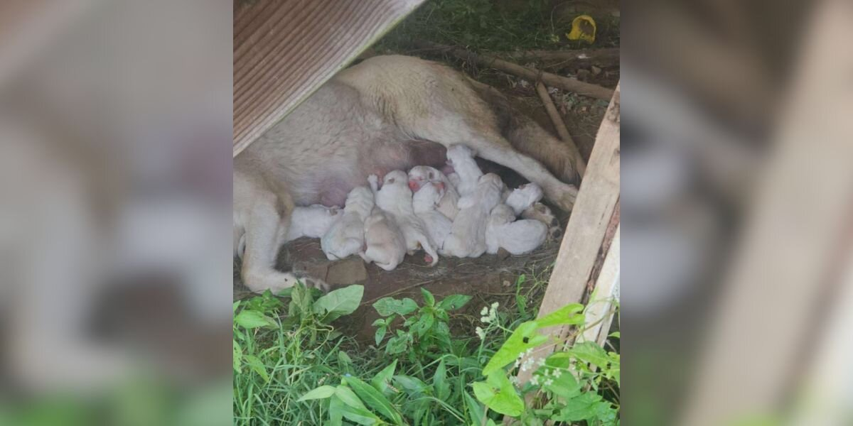 She Tried To Raise 12 Puppies Alone By A Creek — Until Help Finally Came