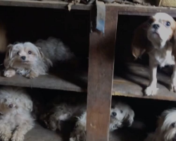 Rescuers Step Inside Collapsing House — And Discover Over 100 Animals Trapped Inside