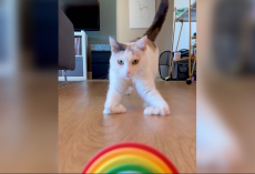 Cat Born With ‘Ski Feet’ Glides Through Life In The Most Adorable Way