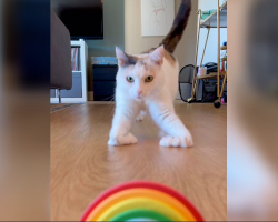 Cat Born With ‘Ski Feet’ Glides Through Life In The Most Adorable Way