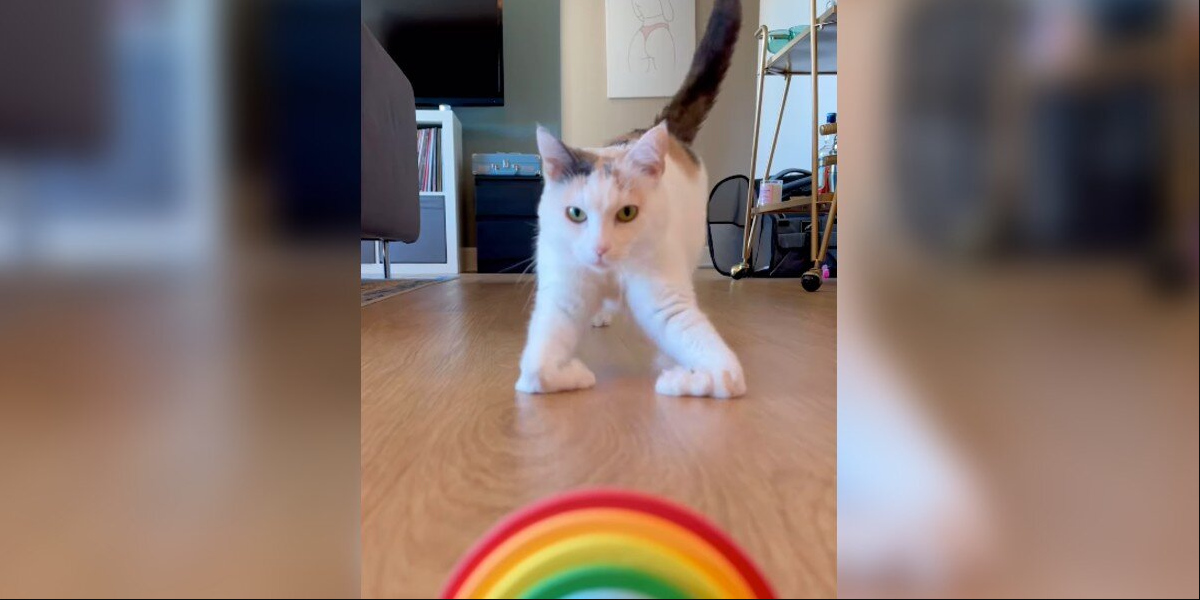 Cat Born With 'Ski Feet' Glides Through Life In The Most Adorable Way