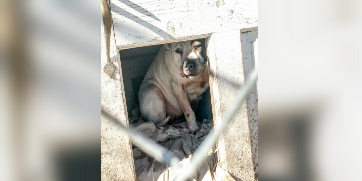 Dog Left Behind After Family Moves Slowly Learns What Love Feels Like