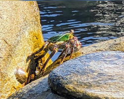 Man Snaps Photo Of A ‘Very Shy’ Creature — And The Internet Can’t Figure It Out