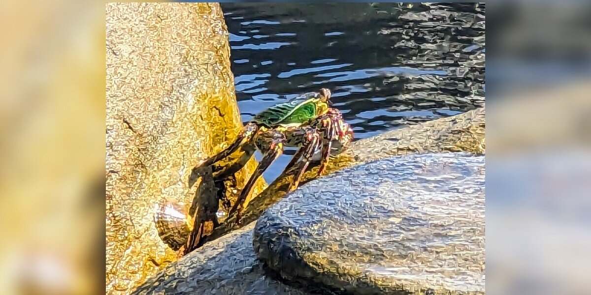 Man Snaps Photo Of A ‘Very Shy’ Creature — And The Internet Can’t Figure It Out