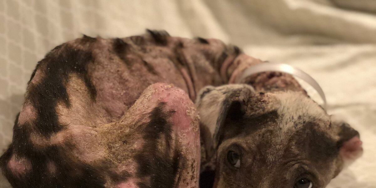 Neglected Puppy Who Lost All Her Fur Blossoms Into A Happy Dog