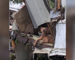 Dog Found in Flood Debris Clings to Hope After Losing His Person
