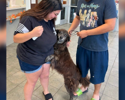Shelter Staff Holds Back Tears As Lost Dog Leaps Into Mom’s Arms