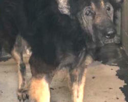 Family Gives Up Senior Dog For Being ‘Too Old’ — But Rescuers Refuse To Give Up On Him