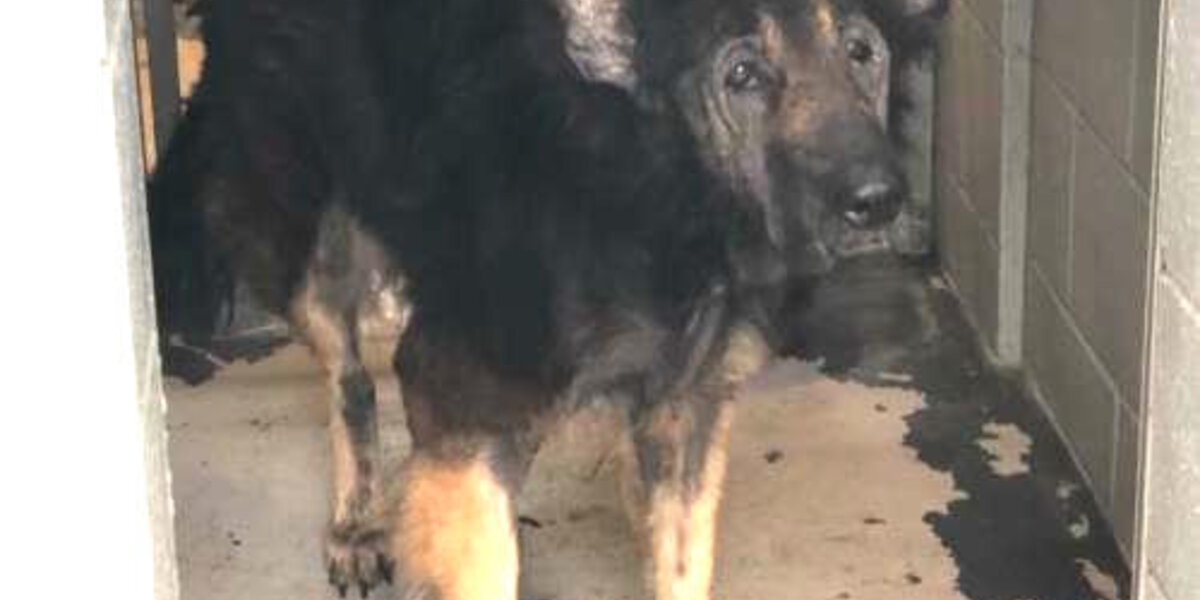 Family Gives Up Senior Dog For Being ‘Too Old’ — But Rescuers Refuse To Give Up On Him
