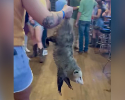 Chubby Opossum Gets Escorted Out Of Texas Bar After Crashing Last Call